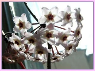 Розовый плющ 