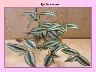Традесканция 