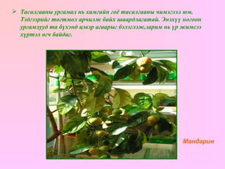 Тасалгааны ургамал нь хамгийн гоё тасалгааны чимэглэл юм.   Тэдгээрийг тогтмол арчилж байх шаардлагатай.   Энэхүү ногоон ургамлууд та бүхэнд цэвэр агаарыг бэлэглэж,зарим нь үр жимсээ хүртэл өгч байдаг. Мандарин 