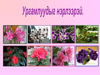 Ургамлуудыг нэрлээрэй. Кактус Розовый плющ Сенполии Мандарин Бальзамин Герань Азалия Глоксиния 