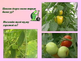 Цонхон дээрээ ногоо тарьж болох уу? Ингэхийн тулд юу,юу  хэрэгтэй вэ? 