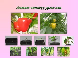 Амтат чинжүү ургах явц 