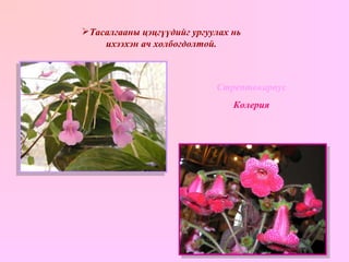 Тасалгааны цэцгүүдийг ургуулах нь ихээхэн ач холбогдолтой. Стрептокарпус Колерия 