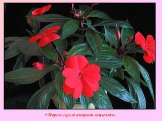 Бальзамин  «Мокрый Ванька» Нарны гэрэлд амархан цэцэглэдэг. 