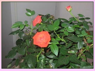 Комнатная роза 