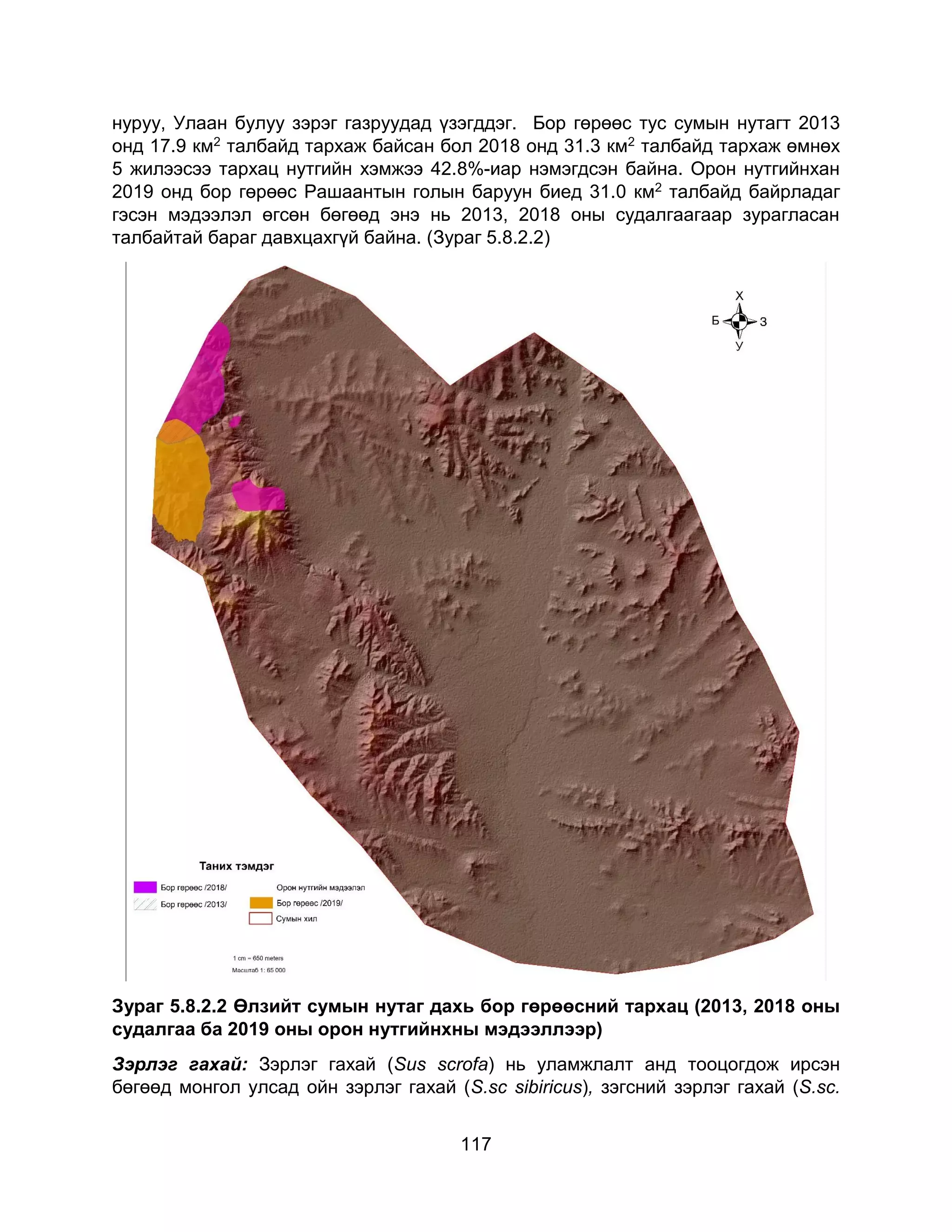 117
нуруу, Улаан булуу зэрэг газруудад үзэгддэг. Бор гөрөөс тус сумын нутагт 2013
онд 17.9 км2 талбайд тархаж байсан бол 2018 онд 31.3 км2 талбайд тархаж өмнөх
5 жилээсээ тархац нутгийн хэмжээ 42.8%-иар нэмэгдсэн байна. Орон нутгийнхан
2019 онд бор гөрөөс Рашаантын голын баруун биед 31.0 км2 талбайд байрладаг
гэсэн мэдээлэл өгсөн бөгөөд энэ нь 2013, 2018 оны судалгаагаар зурагласан
талбайтай бараг давхцахгүй байна. (Зураг 5.8.2.2)
Зураг 5.8.2.2 Өлзийт сумын нутаг дахь бор гөрөөсний тархац (2013, 2018 оны
судалгаа ба 2019 оны орон нутгийнхны мэдээллээр)
Зэрлэг гахай: Зэрлэг гахай (Sus scrofa) нь уламжлалт анд тооцогдож ирсэн
бөгөөд монгол улсад ойн зэрлэг гахай (S.sc sibiricus), зэгсний зэрлэг гахай (S.sc.
 
