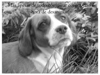 Mas apesar de tudo conspirar contra, não é
           hora de desanimar!
 