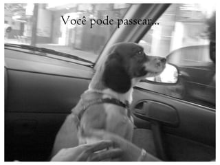 Você pode passear...
 