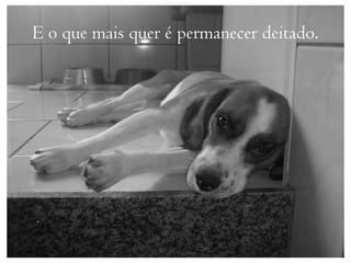 E o que mais quer é permanecer deitado.
 