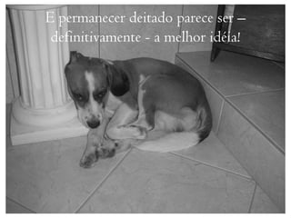 E permanecer deitado parece ser –
 definitivamente - a melhor idéia!
 