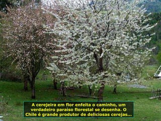 A cerejeira em flor enfeita o caminho, um verdadeiro paraíso florestal se desenha. O Chile é grande produtor de deliciosas cerejas... 