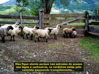 Mas fique atento porque nas estradas de acesso aos lagos e cachoeiras, os cordeiros estão pelo caminho passeando tranqüilamente...  