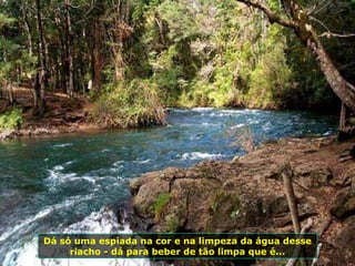 Dá só uma espiada na cor e na limpeza da água desse riacho - dá para beber de tão limpa que é... 