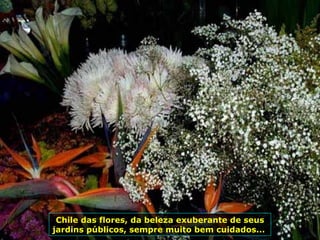 Chile das flores, da beleza exuberante de seus jardins públicos, sempre muito bem cuidados...  