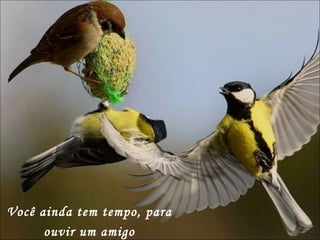 Você ainda tem tempo, para ouvir um amigo 