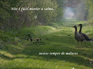 Não é fácil manter a calma...  nestes tempos de malucos  
