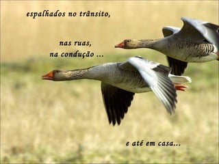 espalhados no trânsito, nas ruas,  na condução ... e até em casa... 