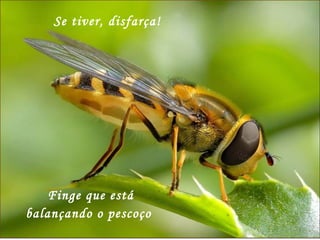 Se tiver, disfarça! Finge que está balançando o pescoço  