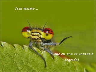 Isso mesmo... o que eu vou te contar é segredo! 