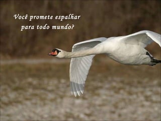 Você promete espalhar  para todo mundo? 