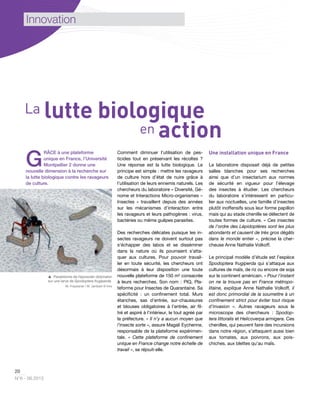 20
N°6 - 06.2013
Innovation
G
RÂCE à une plateforme
unique en France, l’Université
Montpellier 2 donne une
nouvelle dimension à la recherche sur
la lutte biologique contre les ravageurs
de culture.
Comment diminuer l’utilisation de pes-
ticides tout en préservant les récoltes ?
Une réponse est la lutte biologique. Le
principe est simple : mettre les ravageurs
de culture hors d’état de nuire grâce à
l’utilisation de leurs ennemis naturels. Les
chercheurs du laboratoire « Diversité, Gé-
nome et Interactions Micro-organismes –
Insectes » travaillent depuis des années
sur les mécanismes d’interaction entre
les ravageurs et leurs pathogènes : virus,
bactéries ou même guêpes parasites.
Des recherches délicates puisque les in-
sectes ravageurs ne doivent surtout pas
s’échapper des labos et se disséminer
dans la nature où ils pourraient s’atta-
quer aux cultures. Pour pouvoir travail-
ler en toute sécurité, les chercheurs ont
désormais à leur disposition une toute
nouvelle plateforme de 150 m² consacrée
à leurs recherches. Son nom : PIQ, Pla-
teforme pour Insectes de Quarantaine. Sa
spécificité : un confinement total. Murs
étanches, sas d’entrée, sur-chaussures
et blouses obligatoires à l’entrée, air fil-
tré et aspiré à l’intérieur, le tout agréé par
la préfecture. « Il n’y a aucun moyen que
l’insecte sorte », assure Magali Eychenne,
responsable de la plateforme expérimen-
tale. « Cette plateforme de confinement
unique en France change notre échelle de
travail », se réjouit-elle.
Une installation unique en France
Le laboratoire disposait déjà de petites
salles blanches pour ses recherches
ainsi que d’un insectarium aux normes
de sécurité en vigueur pour l’élevage
des insectes à étudier. Les chercheurs
du laboratoire s’intéressent en particu-
lier aux noctuelles, une famille d’insectes
plutôt inoffensifs sous leur forme papillon
mais qui au stade chenille se délectent de
toutes formes de culture. « Ces insectes
de l’ordre des Lépidoptères sont les plus
abondants et causent de très gros dégâts
dans le monde entier », précise la cher-
cheuse Anne Nathalie Volkoff.
Le principal modèle d’étude est l’espèce
Spodoptera frugiperda qui s’attaque aux
cultures de maïs, de riz ou encore de soja
sur le continent américain. « Pour l’instant
on ne la trouve pas en France métropo-
litaine, explique Anne Nathalie Volkoff, il
est donc primordial de la soumettre à un
confinement strict pour éviter tout risque
d’invasion ». Autres ravageurs sous le
microscope des chercheurs : Spodop-
tera littoralis et Helicoverpa armigera. Ces
chenilles, qui peuvent faire des incursions
dans notre région, s’attaquent aussi bien
aux tomates, aux poivrons, aux pois-
chiches, aux blettes qu’au maïs.
La lutte biologique
en action
 Parasitisme de Hyposoter didymator
sur une larve de Spodoptera frugiperda.
M. Frayssinet / M. Jambart © Inra
 