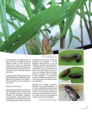 21
N°6 - 06.2013
Si les pesticides ont longtemps été uti-
lisés comme arme principale contre ces
insectes voraces, un effort est fait au-
jourd’hui pour trouver des alternatives
écologiques. Les effets nocifs de ces pro-
duits phytosanitaires sur la santé et l’en-
vironnement ont en effet été largement
démontrés.
Le plan Ecophyto 2018 lancé par le Minis-
tère de l’Agriculture en 2008 suite au Gre-
nelle de l’Environnement vise d’ailleurs à
réduire l’utilisation de ces substances à
court terme.
Réduire les pesticides
L’alternative proposée par les chercheurs,
c’est l’utilisation de leurs ennemis natu-
rels. « Au stade chenille ces insectes sont
sensibles aux pathogènes, expliquent
les chercheuses, nous essayons donc
d’identifier leurs pathogènes naturels et
de comprendre leur mode d’action pour
les exploiter à des fins de contrôle des
populations des ravageurs  ». La lutte
biologique permettra-t-elle un jour de
s’affranchir totalement des pesticides ?
«  Probablement pas, répond Anne Na-
thalie Volkoff, mais si on l’utilise dans le
cadre d’une lutte intégrée on peut par-
venir à une utilisation raisonnée de pes-
ticides et compléter avec des agents
de lutte biologique ». Ces recherches
intéressent d’ailleurs les industriels, sou-
cieux de proposer de nouvelles solutions
aux agriculteurs.
Financée par la Région Languedoc-
Roussillon, l’Université Montpellier 2 et
l’Inra, la nouvelle plateforme de recherche
accueille 40 personnes de l’unité et sera
ouverte à des personnes extérieures à
l’université qui auront besoin de travail-
ler en milieu confiné sur ces espèces de
ravageurs de quarantaine végétale. 
De haut en bas : Spodoptera frugiperda
au stade larvaire, chrysalide et adulte.
B.Provost©InraB.Provost©InraB.Provost©Inra

 Dégâts causés par la larve de
Spodoptera frugiperda.
 