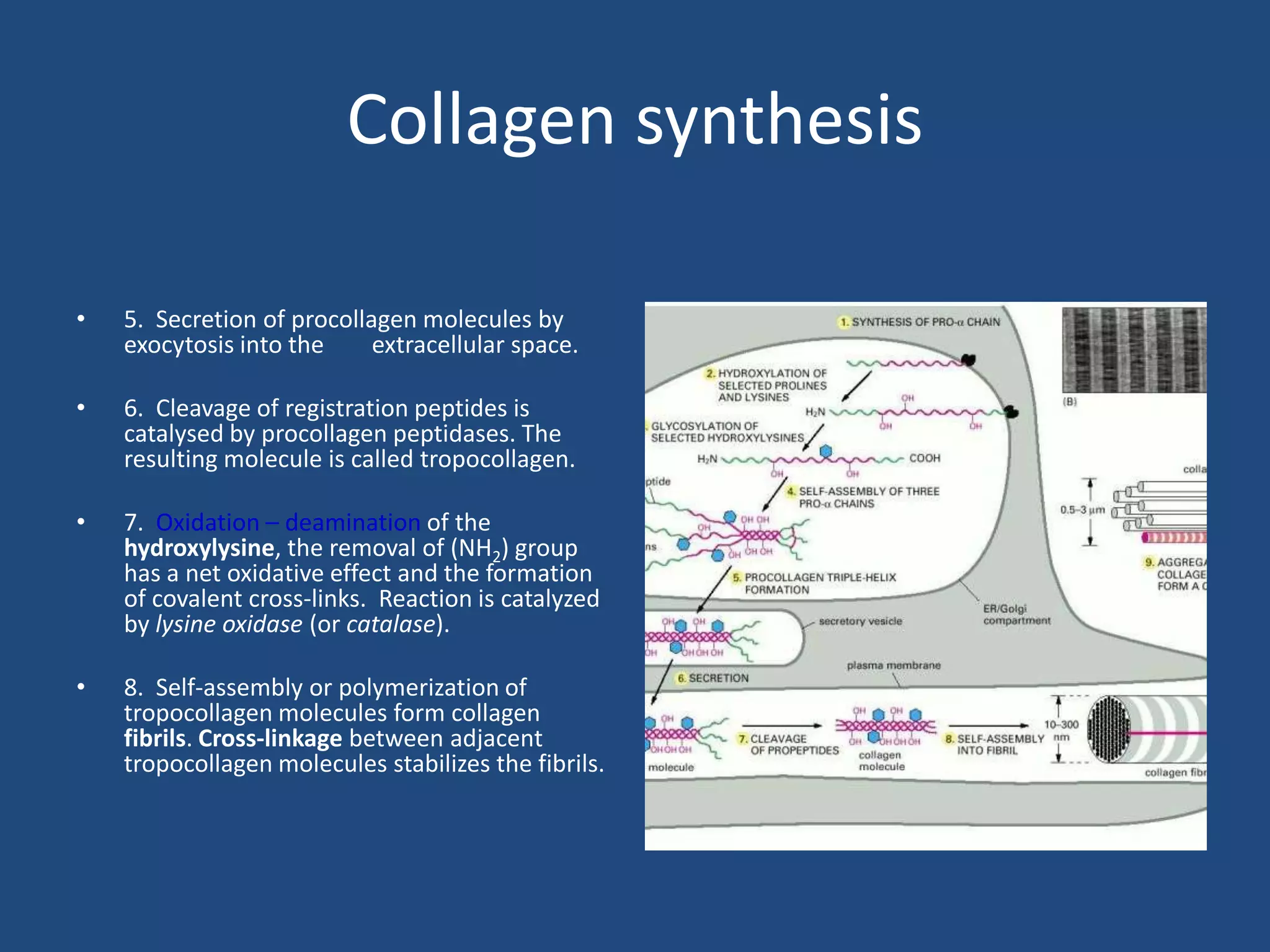 Extracellular matrix | PPTX