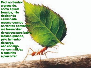 Pedi ao Senhor  a graça de,  como aquela  formiga, não  desistir da  caminhada,  mesmo quando  os ventos contrários  me fazem virar  de cabeça para baixo, mesmo quando,  pelo tamanho  da carga,  não consigo  ver com nitidez  o caminho  a percorrer. 