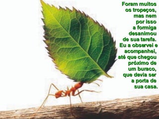 Foram muitos  os tropeços,  mas nem  por isso  a formiga  desanimou  de sua tarefa.  Eu a observei e acompanhei,  até que chegou  próximo de  um buraco,  que devia ser  a porta de  sua casa. 