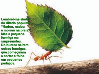 Lembrei-me ainda  do ditado popular:  “Nadou, nadou  e morreu na praia.”  Mas a pequena  formiga me surpreendeu.  Do buraco saíram  outras formigas,  que começaram  a cortar a folha  em pequenos  pedaços. 