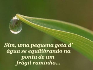 Sim, uma pequena gota d’ água se equilibrando na ponta de um  frágil raminho... 
