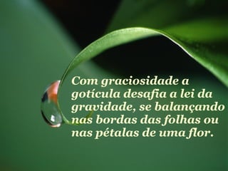 Com graciosidade a gotícula desafia a lei da gravidade, se balançando nas bordas das folhas ou nas pétalas de uma flor. 