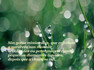São gotas minúsculas, que enfeitam a natureza nas manhãs  orvalhadas ou permanecem como pequenos diamantes líquidos, depois que a chuva se vai. 