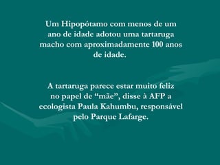 Um Hipopótamo com menos de um ano de idade adotou uma tartaruga macho com aproximadamente 100 anos de idade.  A tartaruga parece estar muito feliz no papel de “mãe”, disse à AFP a ecologista Paula Kahumbu, responsável pelo Parque Lafarge. 