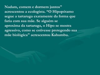 Nadam, comem e dormem juntos" acrescentou a ecologista. “O Hipopótamo segue a tartaruga exatamente da forma que faria com sua mãe. Se alguém se aproxima da tartaruga, o Hipo se mostra agressivo, como se estivesse protegendo sua mãe biológica" acrescentou Kahumbu. 