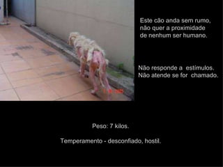 Este cão anda sem rumo, não quer a proximidade de nenhum ser humano.  Não responde a  estímulos. Não atende se for  chamado. Peso: 7 kilos.  Temperamento - desconfiado, hostil.  