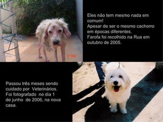 Eles não tem mesmo nada em comum! Apesar de ser o mesmo cachorro em épocas diferentes. Farofa foi recolhido na Rua em outubro de 2005.  Passou três meses sendo cuidado por  Veterinários. Foi fotografado  no dia 1 de junho  de 2006, na nova casa.  