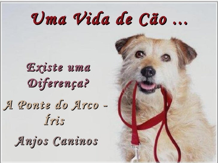 Vida de um cao Clearance