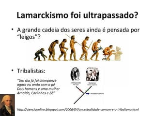 Lamarckismo foi ultrapassado?
• A grande cadeia dos seres ainda é pensada por
“leigos”?

• Tribalistas:
“Um dia já fui chimpanzé
agora eu ando com o pé
Dois homens e uma mulher
Arnaldo, Carlinhos e Zé”

http://cienciaonline.blogspot.com/2006/04/ancestralidade-comum-e-o-tribalismo.html

 
