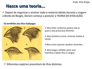 Nasce uma teoria...

Profa. Aline Braga

 Depois de organizar e analisar todo o material obtido durante a viagem
a Bordo do Beagle, Darwin começa a postular a TEORIA DA EVOLUÇÃO.
Os tentilhões das ilhas Galápagos
2

1

1- Bico forte: emborcar pedras sob as
quais a ave procurava alimento
2- Bico estreito e curvo: arrancar insetos e
cactos.

3

4

3-Bico curto e grosso: quebrar sementes.
4- Bico longo e afilado: picar aves
marinhas e beber-lhes o sangue

 Diferentes espécies provinham de ilhas distintas.

 