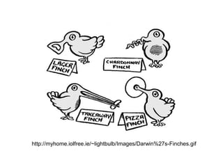 http://myhome.iolfree.ie/~lightbulb/Images/Darwin%27s-Finches.gif

 