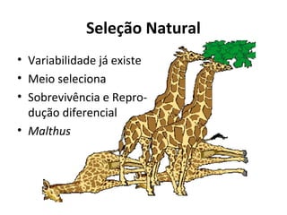 Seleção Natural
• Variabilidade já existe
• Meio seleciona
• Sobrevivência e Reprodução diferencial
• Malthus

 