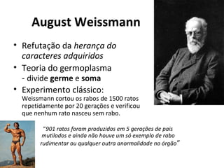 August Weissmann
• Refutação da herança do
caracteres adquiridos
• Teoria do germoplasma
- divide germe e soma
• Experimento clássico:

Weissmann cortou os rabos de 1500 ratos
repetidamente por 20 gerações e verificou
que nenhum rato nasceu sem rabo.
“901 ratos foram produzidos em 5 gerações de pais
mutilados e ainda não houve um só exemplo de rabo
rudimentar ou qualquer outra anormalidade no órgão ”

 