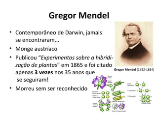 Gregor Mendel
• Contemporâneo de Darwin, jamais
se encontraram...
• Monge austríaco
• Publicou “Experimentos sobre a hibridização de plantas” em 1865 e foi citado
Gregor Mendel (1822-1884)
apenas 3 vezes nos 35 anos que
se seguiram!
• Morreu sem ser reconhecido

 