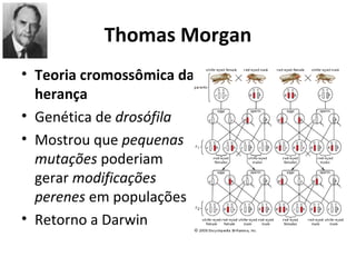 Thomas Morgan
• Teoria cromossômica da
herança
• Genética de drosófila
• Mostrou que pequenas
mutações poderiam
gerar modificações
perenes em populações
• Retorno a Darwin

 