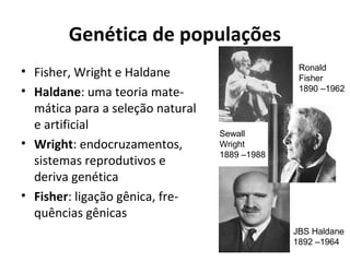 Genética de populações
• Fisher, Wright e Haldane
• Haldane: uma teoria matemática para a seleção natural
e artificial
• Wright: endocruzamentos,
sistemas reprodutivos e
deriva genética
• Fisher: ligação gênica, frequências gênicas

Ronald
Fisher
1890 –1962

Sewall
Wright
1889 –1988

JBS Haldane
1892 –1964

 