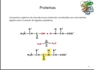 Verão na Técnica - Uma espreitadela na Bioquímica...