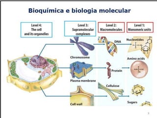 Verão na Técnica - Uma espreitadela na Bioquímica...