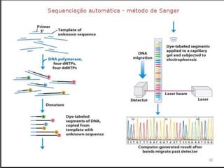 Verão na Técnica - Uma espreitadela na Bioquímica...