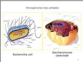 Verão na Técnica - Uma espreitadela na Bioquímica...